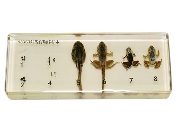 蛙發(fā)育順序標(biāo)本