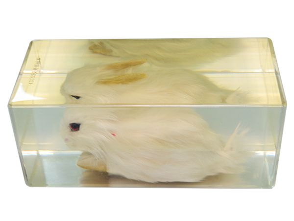 兔外形標(biāo)本