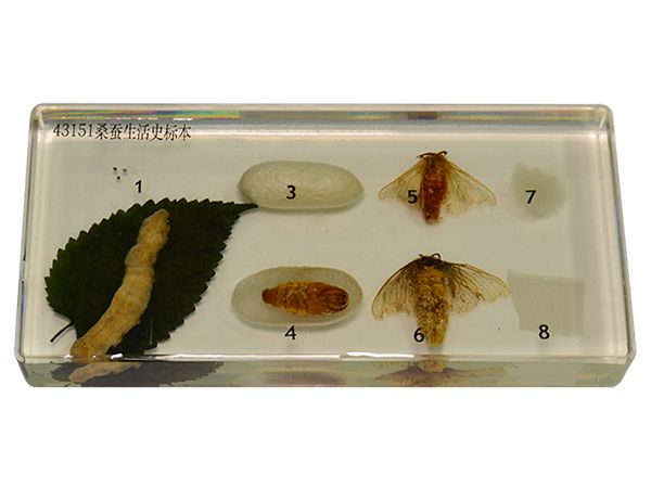 桑蠶生活史標本