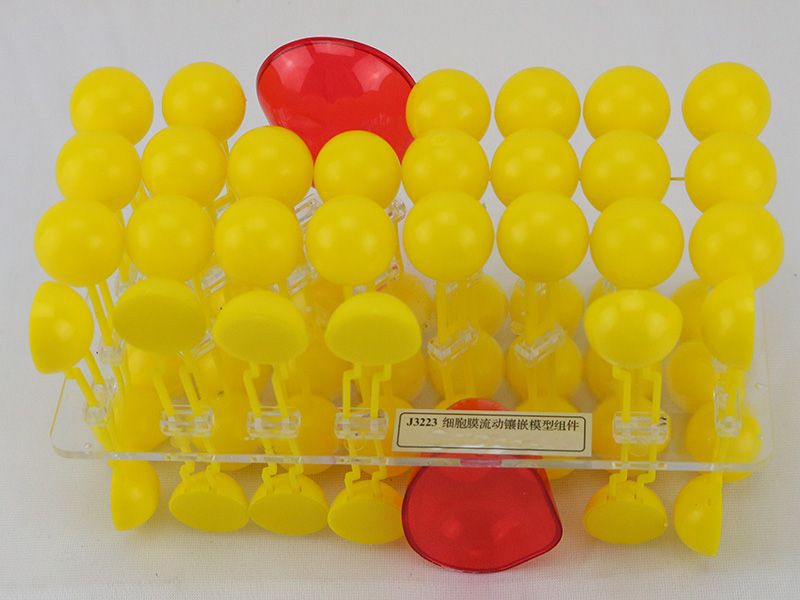 細(xì)胞膜流動(dòng)鑲嵌模型組件