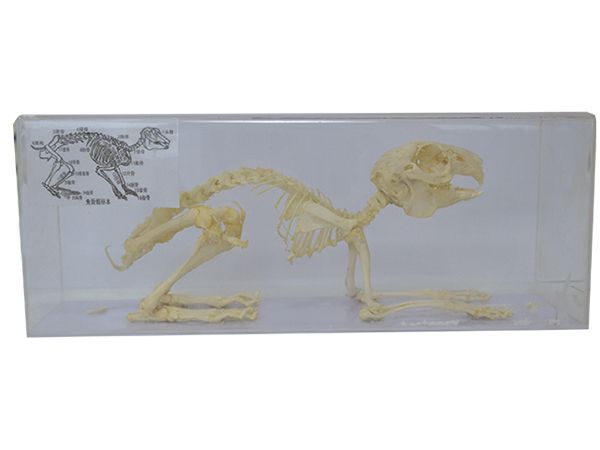 兔骨骼標(biāo)本